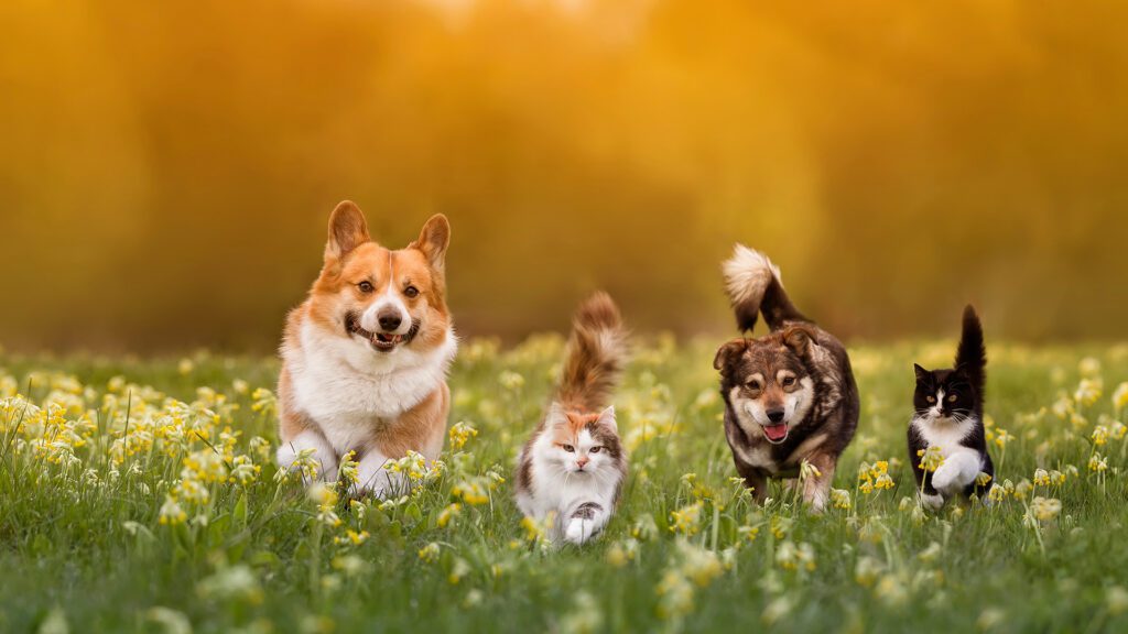 Spring Allergies in Pets: More Than Just Pollen