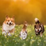 Springtime Hazards for Pets: What Gardeners in New Jersey Need to Know