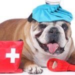 A Short Guide to Recognizing Pet Emergencies, and the Actions to Take