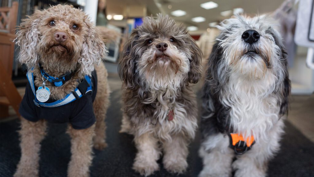 Enzo, Cooper, and Coco: That’s Goodrich Service, Dog
