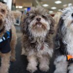 Enzo, Cooper, and Coco: That’s Goodrich Service, Dog