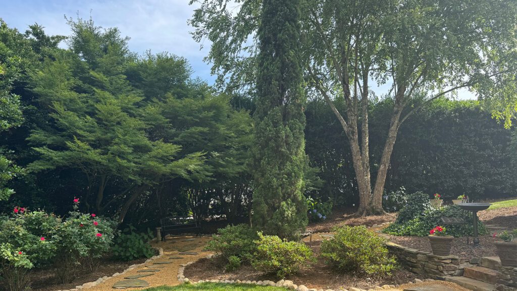 Fortifying South Carolina’s Trees Against the Storm