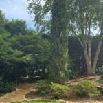 Fortifying South Carolina’s Trees Against the Storm