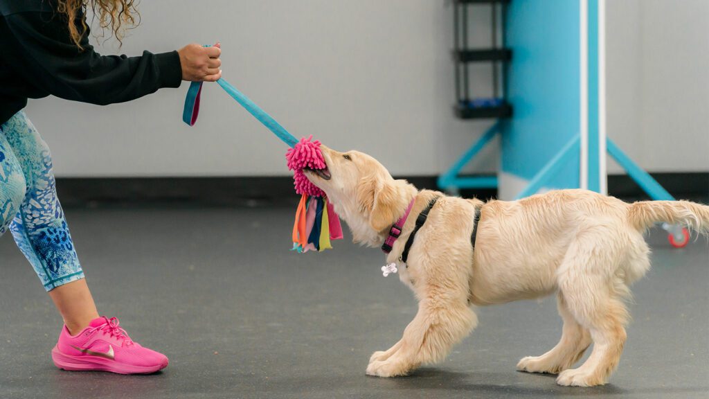 Why Most Dog Behavior Problems Start Before 6 Months and How to Prevent Them