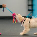 Why Most Dog Behavior Problems Start Before 6 Months and How to Prevent Them
