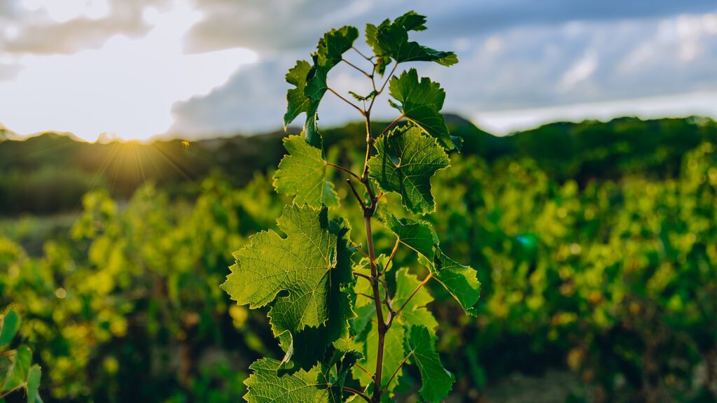 The Snip Heard ’Round the Vineyard: Why Pruning Is the Real Hero of Livermore Wine