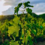 The Snip Heard ’Round the Vineyard: Why Pruning Is the Real Hero of Livermore Wine