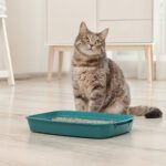 House Soiling in Cats: What You Need to Know