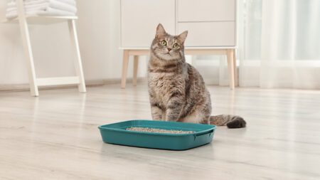 Gray cat sitting by litter box