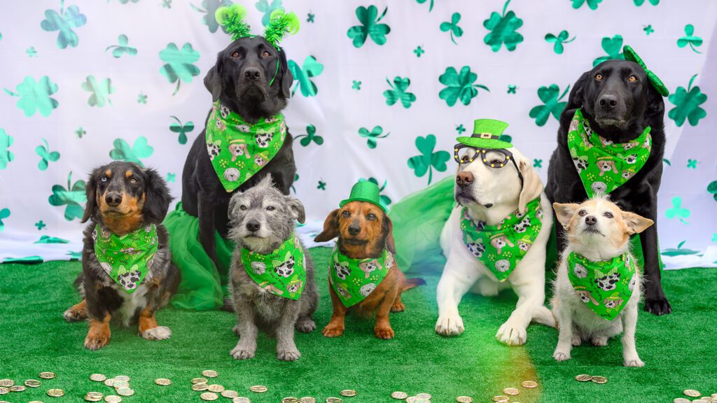 Where Every Dog Has a Story