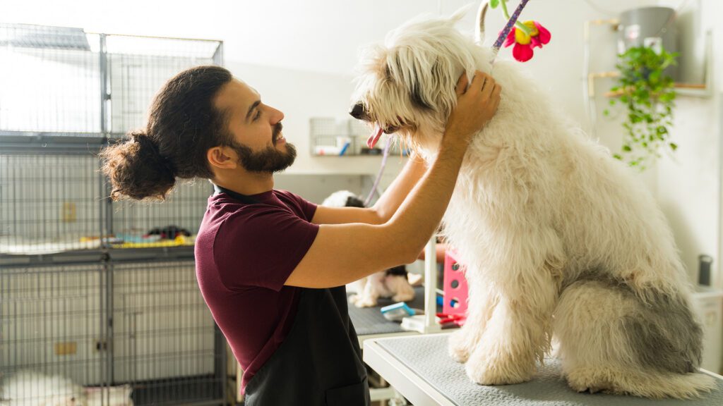 A New Era of Dog Wellness: The Scenthound × K9Kollege Partnership Bringing Training and Routine Care Together