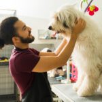More Than a Groomer: Why Scenthound Is Redefining Pet Care