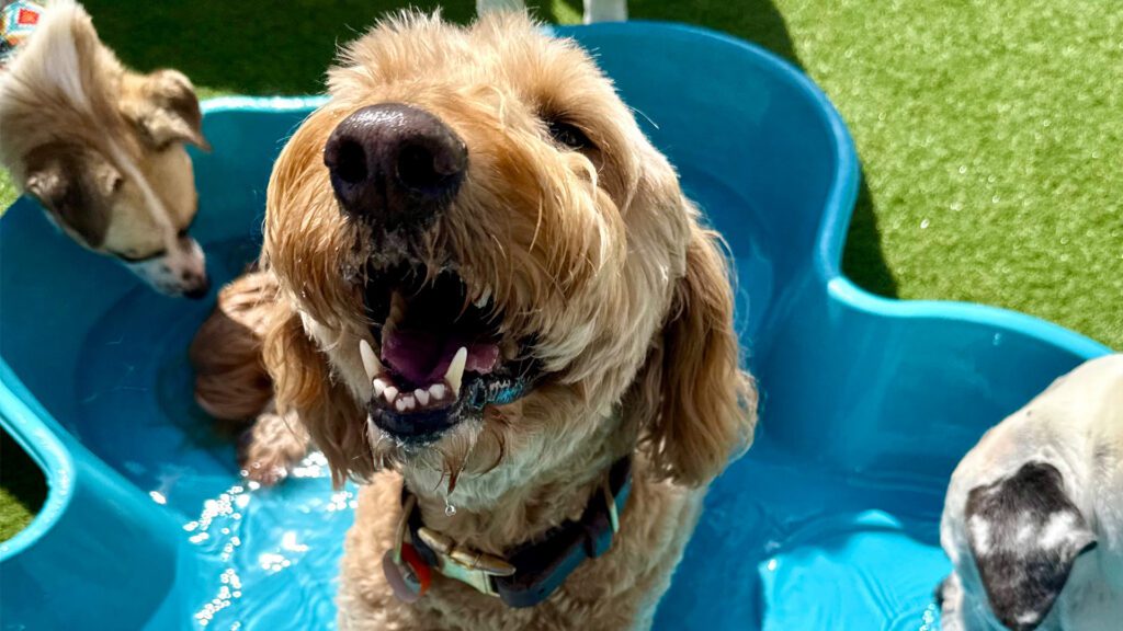 Celebrate Your Pup on National Puppy Day This Month at Bark City