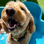 Celebrate Your Pup on National Puppy Day This Month at Bark City