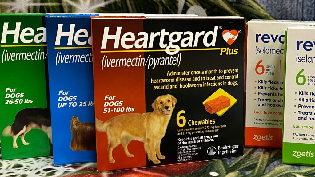 Spring Into Heartworm Prevention: Why It Matters Year-Round