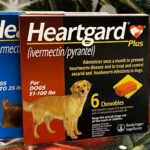 Spring Into Heartworm Prevention: Why It Matters Year-Round