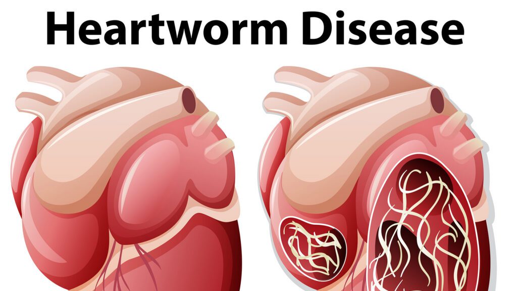 Heartworm Prevention for Our Furry Friends