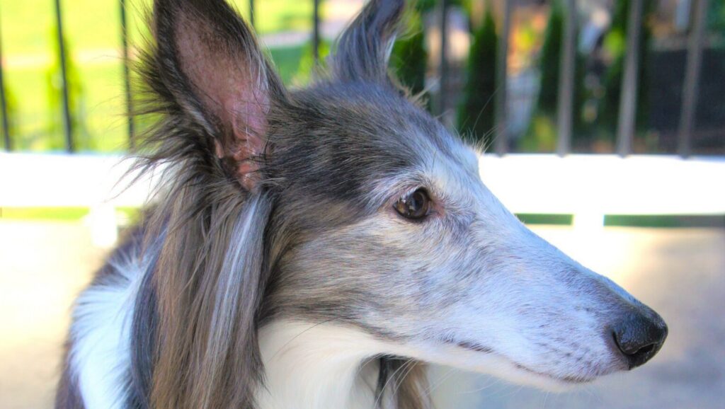 Pet Aging with Huntersville Veterinary Clinic