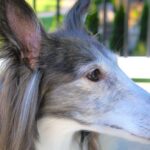 Pet Aging with Huntersville Veterinary Clinic