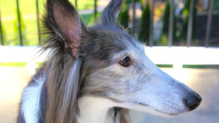 Huntersville Veterinary Clinic dog
