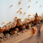 Spring Brings Sunshine…and Termites!