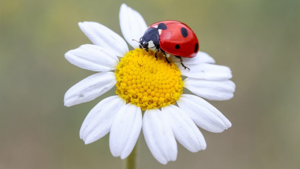 Spring Pest Alert: What’s Crawling This Time of Year