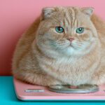 Why Pet Weight Loss Starts With Us