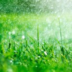 Make Your Yard Look Spectacular With Proper Watering