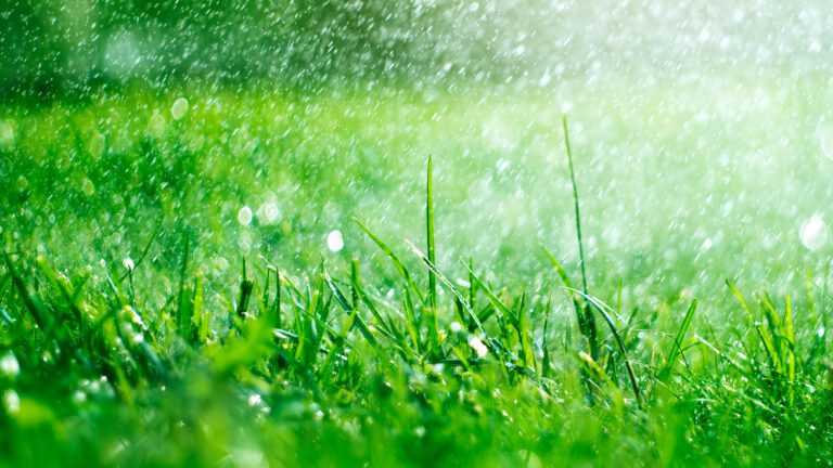 Spring Is the Perfect Time to Rejuvenate Your Lawn