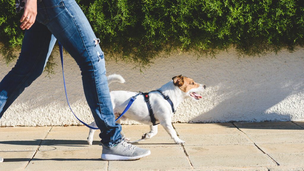 Engineering Your Dog’s Success