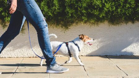 Leashed dog on walk with owner
