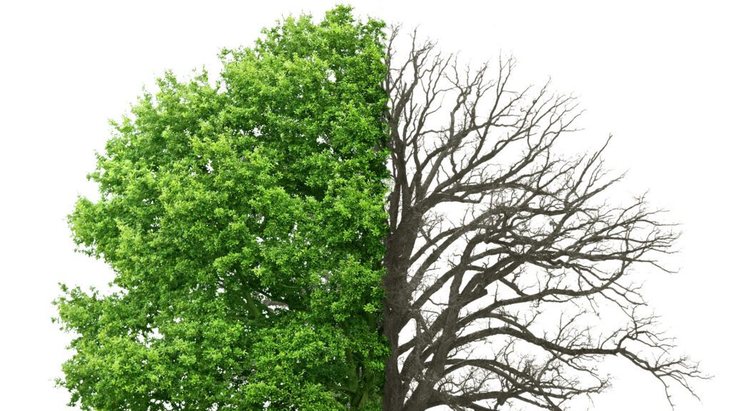 Tree Care After the Freeze: What Homeowners Should Know