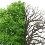Tree Care After the Freeze: What Homeowners Should Know