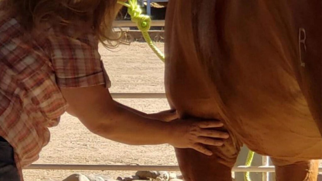 Let’s Talk Massage: A Guide to Enhancing Your Horse’s Mobility, Comfort, and Well-Being