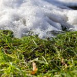 Spring Yard Prep 101: Clean Up, Refresh, Grow