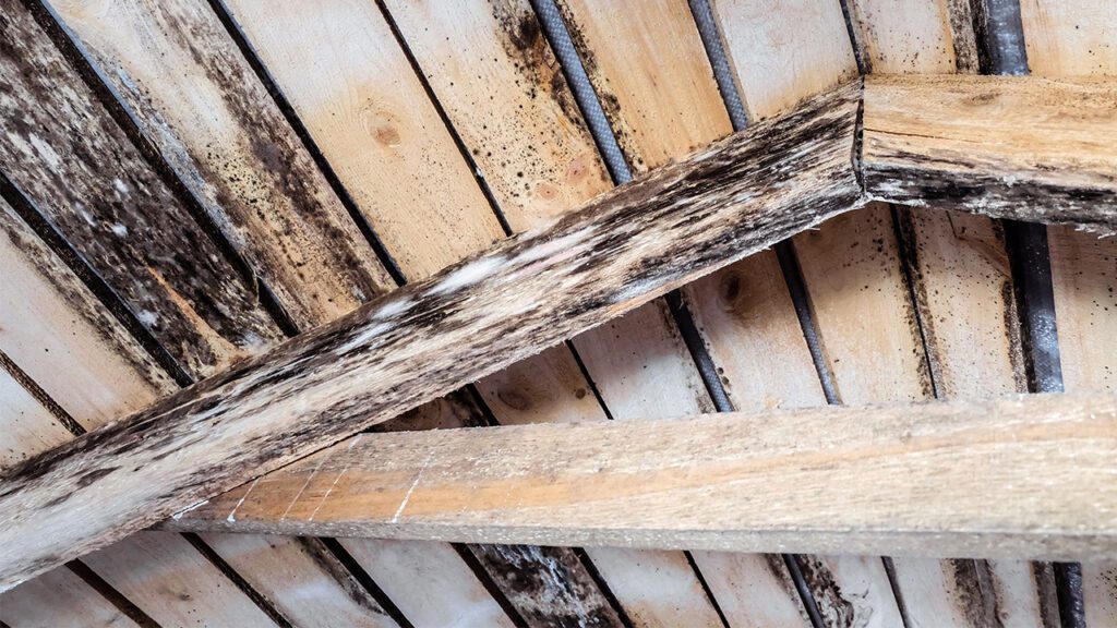 Professional Mold Remediation Services: Protecting Your Property and Indoor Air Quality