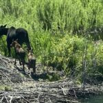 Moose Safety Naturalist News Article