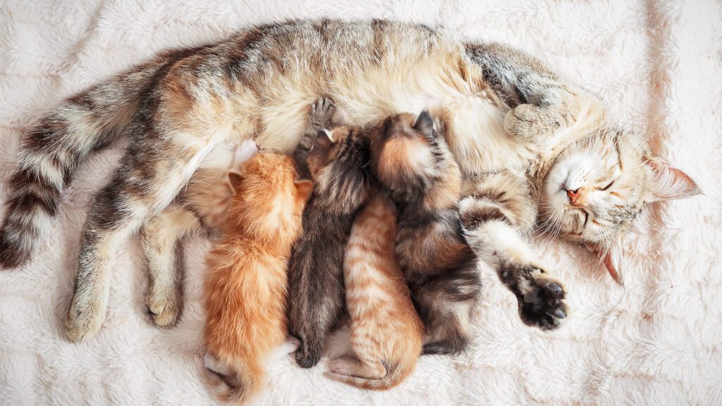 It’s Kitten Season! A Purr-fect Time for Prevention