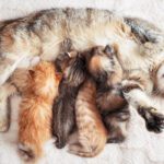 It’s Kitten Season! A Purr-fect Time for Prevention