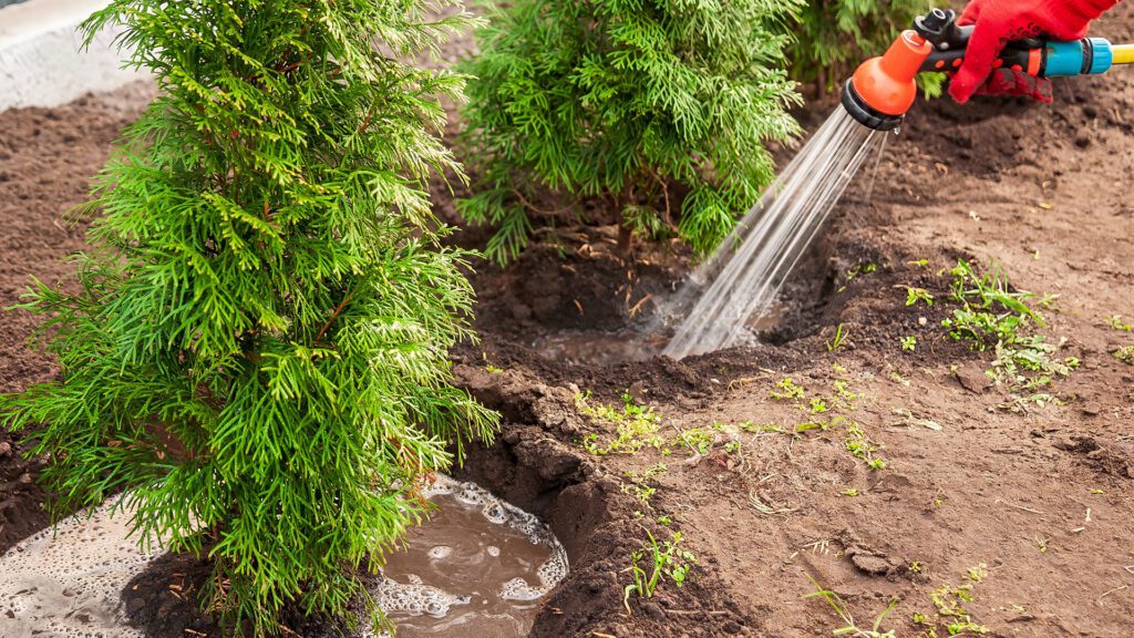 How to Keep Newly Planted Trees and Plants Alive