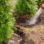 How to Keep Newly Planted Trees and Plants Alive