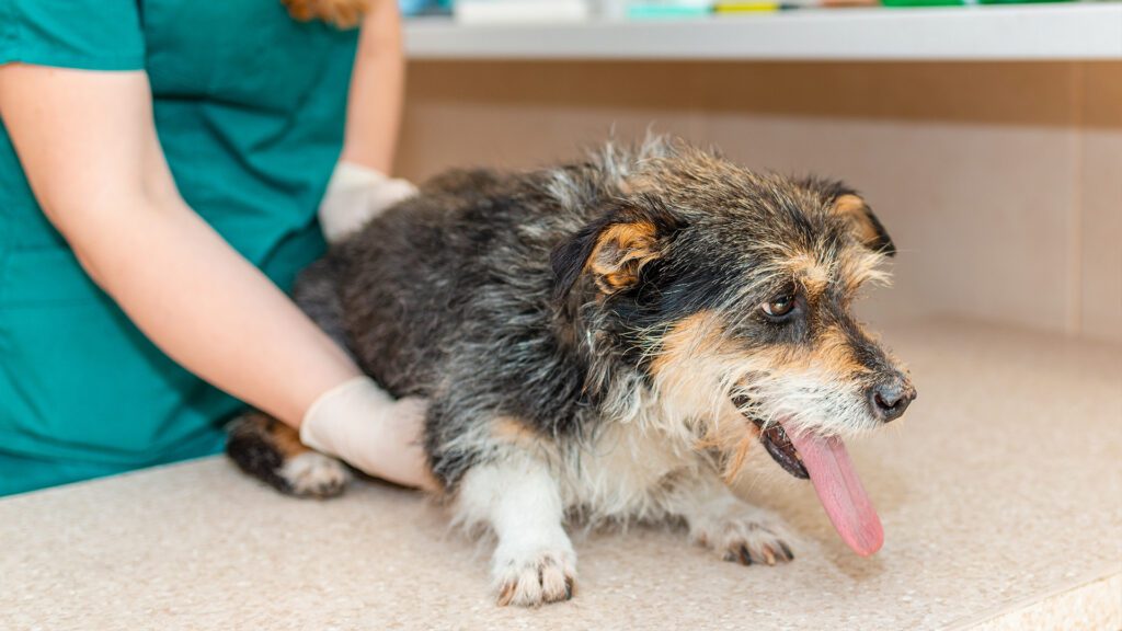 Extending Life Quality in Our Aging Pets