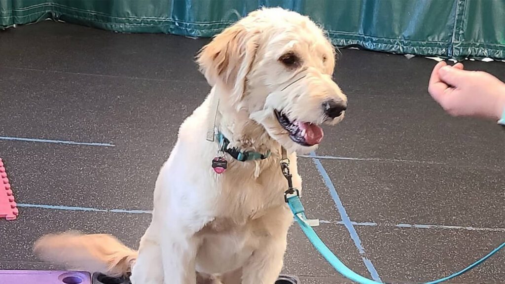 PAWS INN Training: Where Humans and Dogs Learn Together 