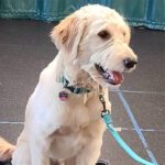 PAWS INN Training: Where Humans and Dogs Learn Together 