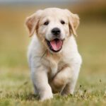 A Fresh Start: New Year Training Tips for Raising a Confident, Happy Dog
