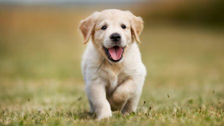 Puppy golden retriever