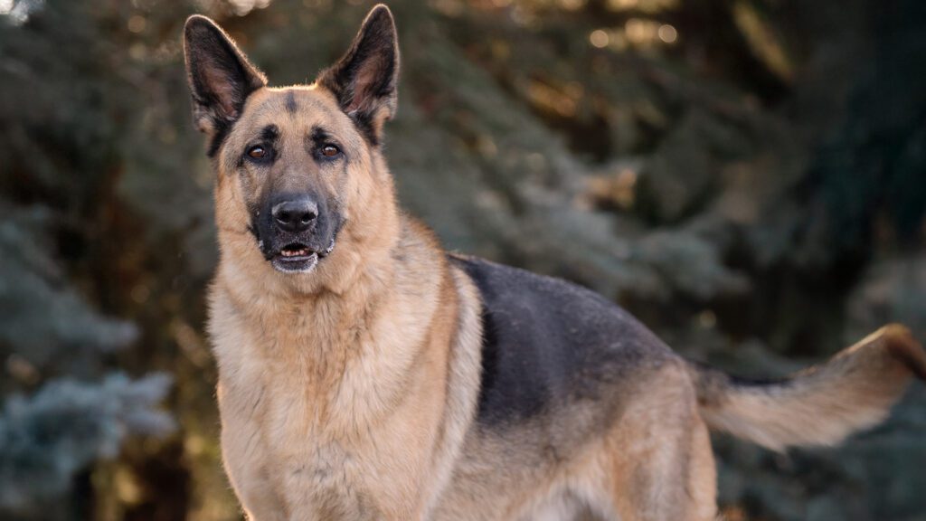 Ruger the Gentle Giant