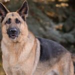 Ruger the Gentle Giant