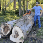 The Complete Guide to Tree Care: What Every Homeowner Needs to Know