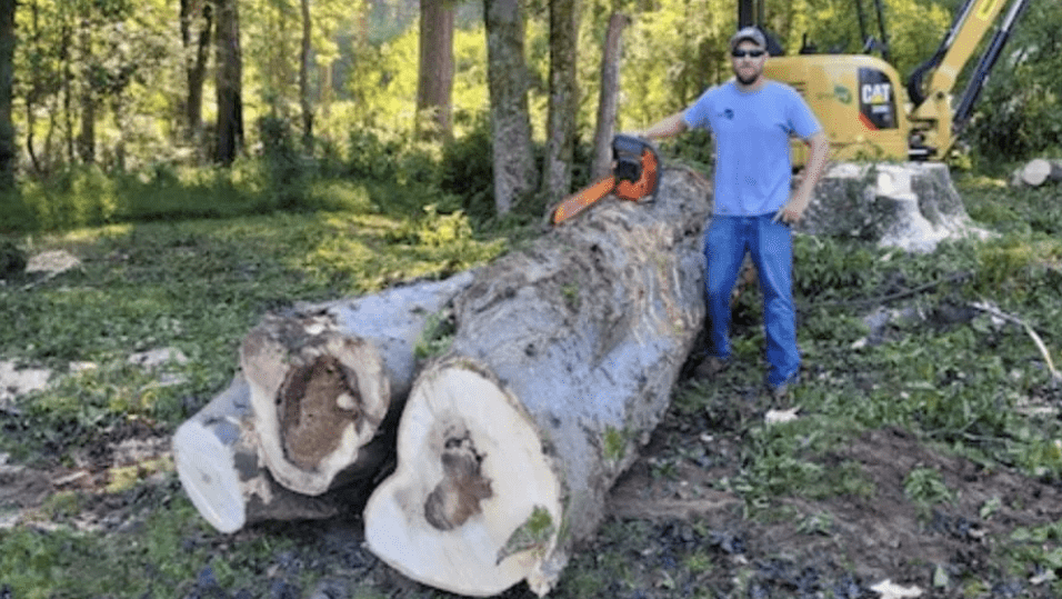 The Complete Guide to Tree Care: What Every Homeowner Needs to Know